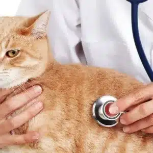 Veterinaria